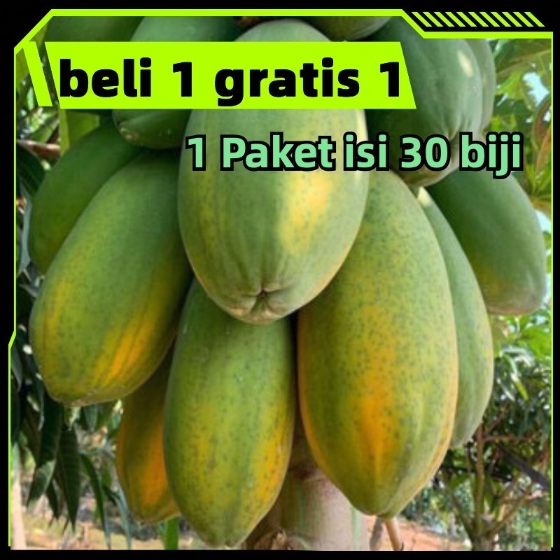 Beli 1 dapat 1 gratis California F1 Calina IPB - 30 Benih Pepaya California Bibit Buah Kalifornia Un
