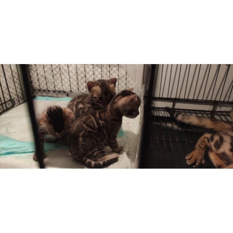 adopsi kucing bengal