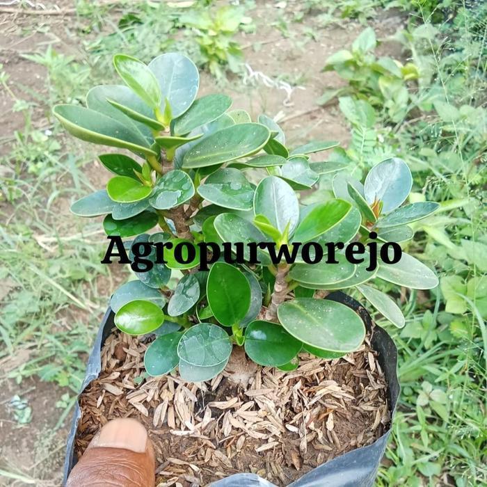 Cangkok-Bibit tanaman Beringin Dolar mikro /Dolar mangkok Cocok untuk Bonsai