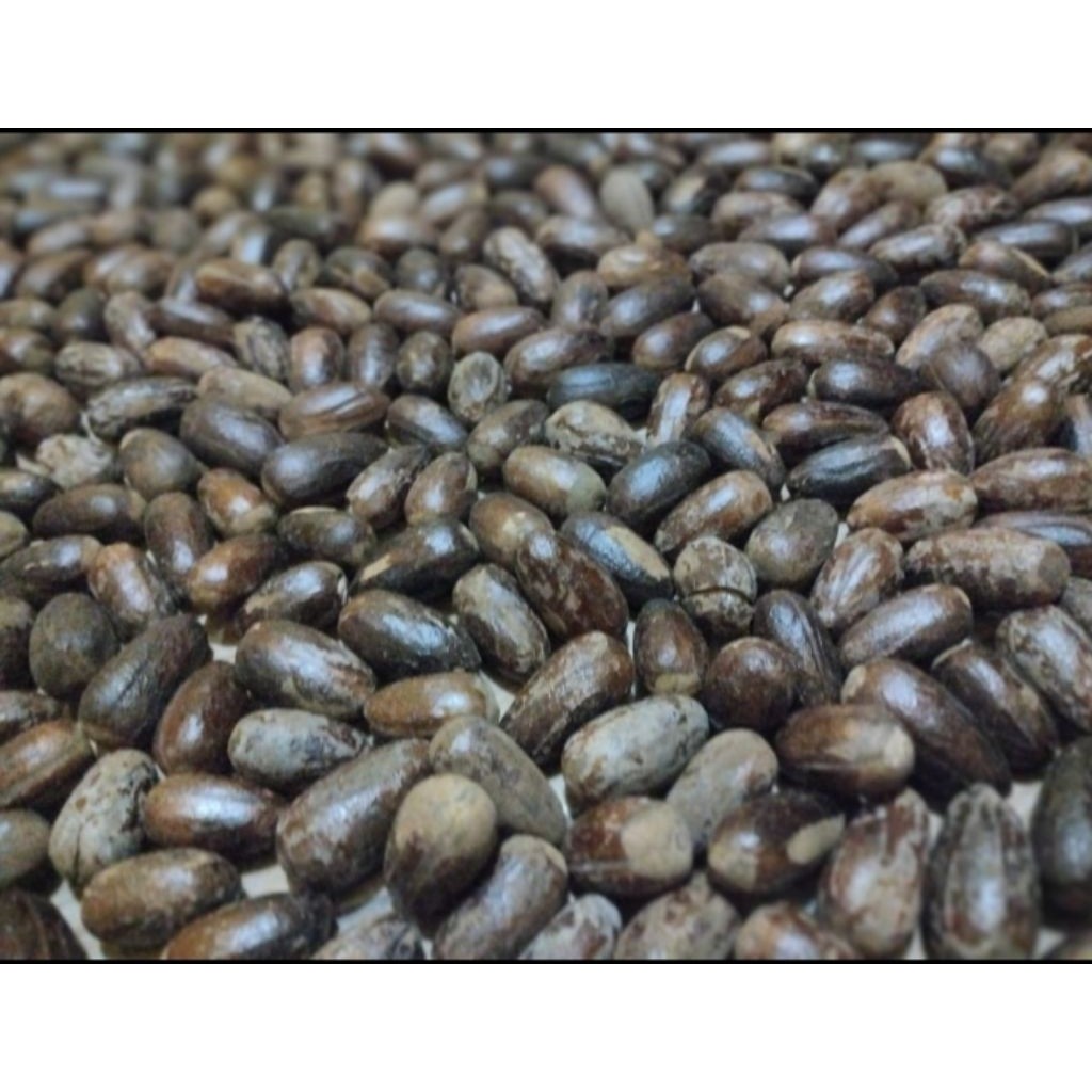 Biji Pala Lonjong Kulit Asli Papua Kering