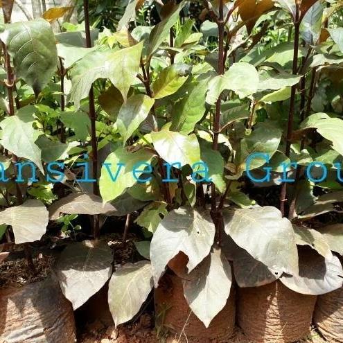 Pohon Handeuleum + Tanaman Daun Ungu Handeuleum....