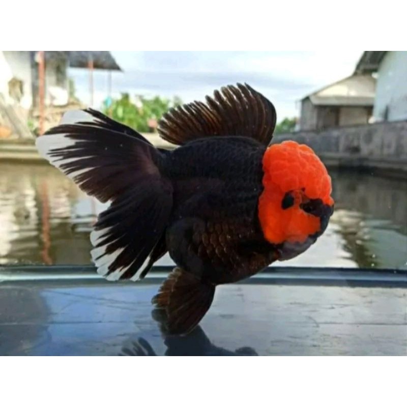 ikan hias maskoki Oranda tancho tanco size 8_10cm bahan induk