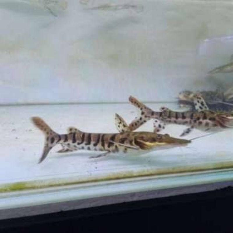 ikan tiger shovelnose catfish / tsn tankmat