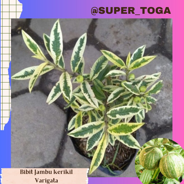 bibit jambu krikil varigata terbaik BIBIT JAMBU BIJI KERIKIL VARIGATA BERBUNGA / bibit JAMBU HIAS bi