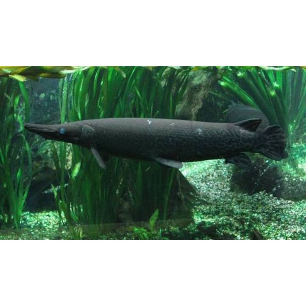 hiasan aquarium_ikan spatula aligator gar gerigi durian size 8 cm bagus