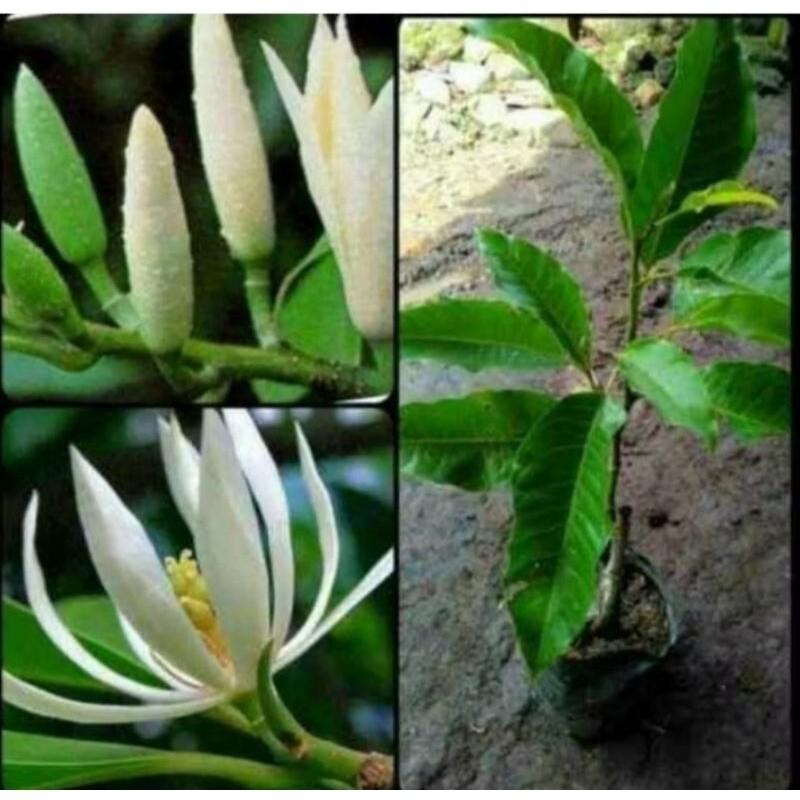 Bibit Bunga Kantil Putih Asli Beli 5 Gratis 1