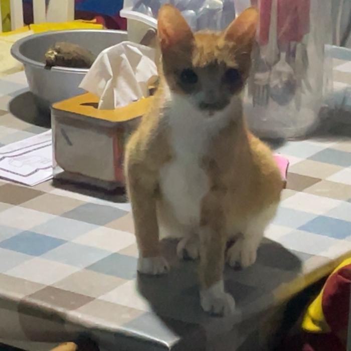 Kucing Kampung Lucu Banget