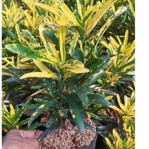 tanaman hias pohon puring cabe