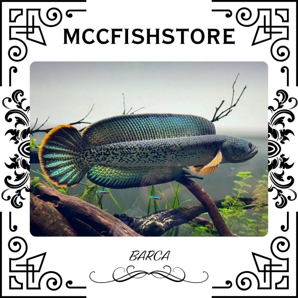 CHANA BARCA RIM TEBAL BAHAN GONDRONG - GALAK | SINGLE TANK - BEST SORTIRAN | Snakehead - Channa Berk