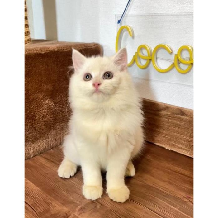 Kucing Persia Kitten Lucu Umur 2-3 Bulan