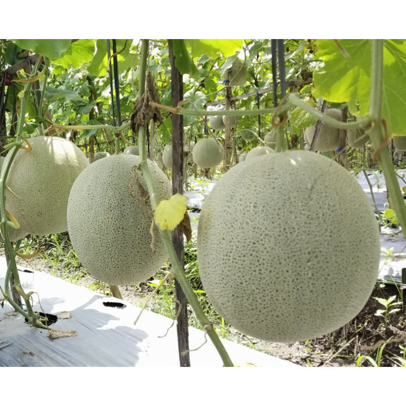 BAYAR DI TEMPAT - Bibit Melon Madu Hijau