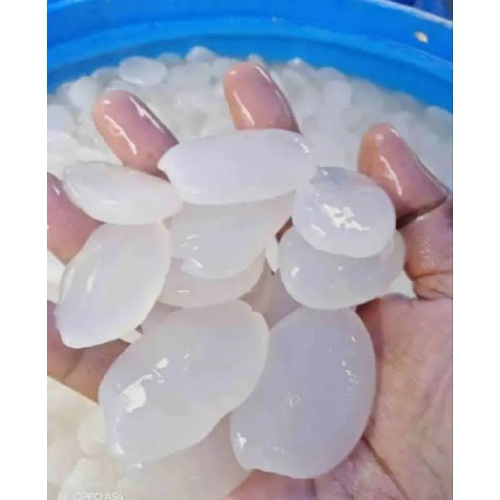 Kolang Kaling segar 1kg kolang Kaling segar