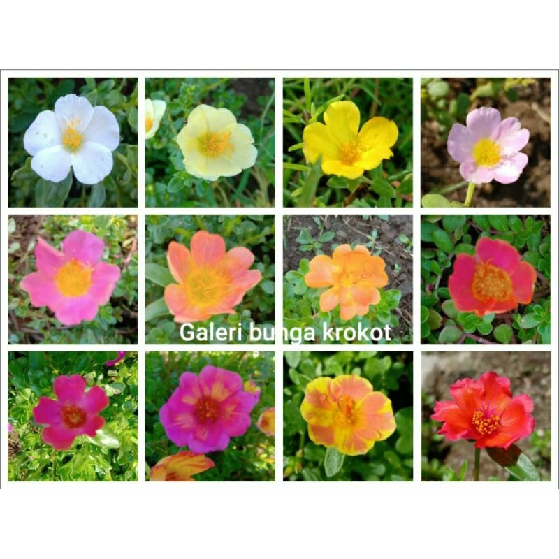 Krokot Selapis Daun Bulat Warna-Warni Rio Putih-Hijau Epal