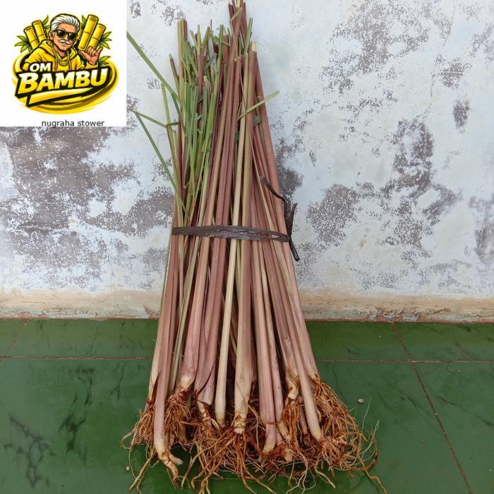 pohon sereh merah / sereh wangi / sereh  1 kg sereh wangi/sereh merah