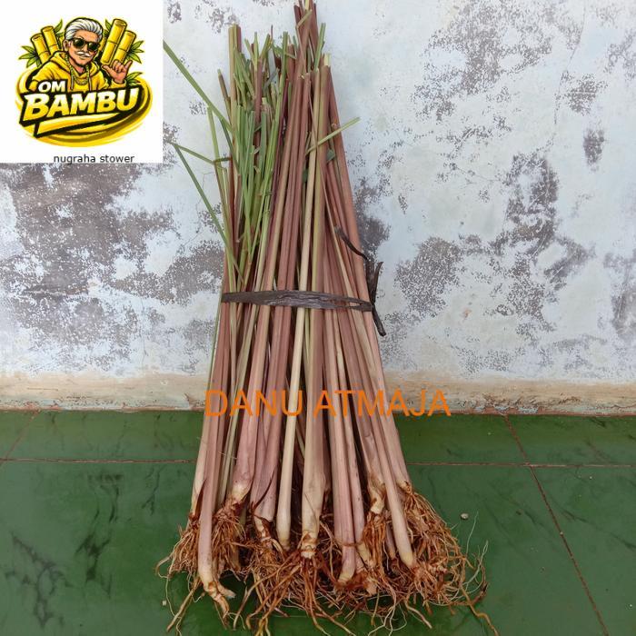 pohon sereh merah / sereh wangi / sereh  1 kg sereh wangi/sereh merah