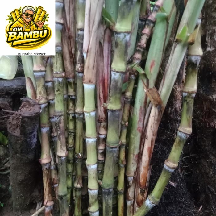 Bibit stek terubuk,tebu telur,telur tebu,terubus per 1 kg