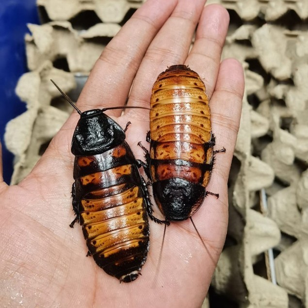 Kecoa Madagaskar / Gromphadorhina Portentosa Grosir [ SIZE DEWASA ]