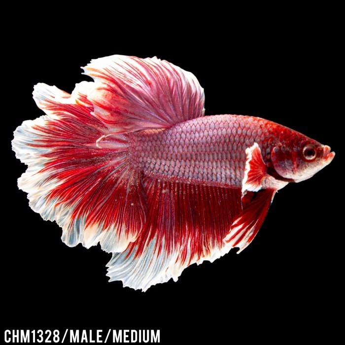 Cupang Hias Halfmoon Red White Male / Betta Fish Halfmoon / Merah Putih
