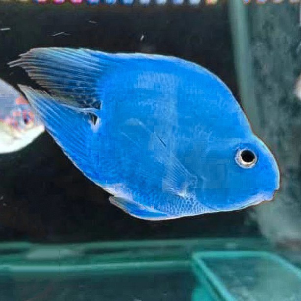 Blue Parrot Fish No Tail / Parrot Biru Half Tail / Ikan Hias Parrot