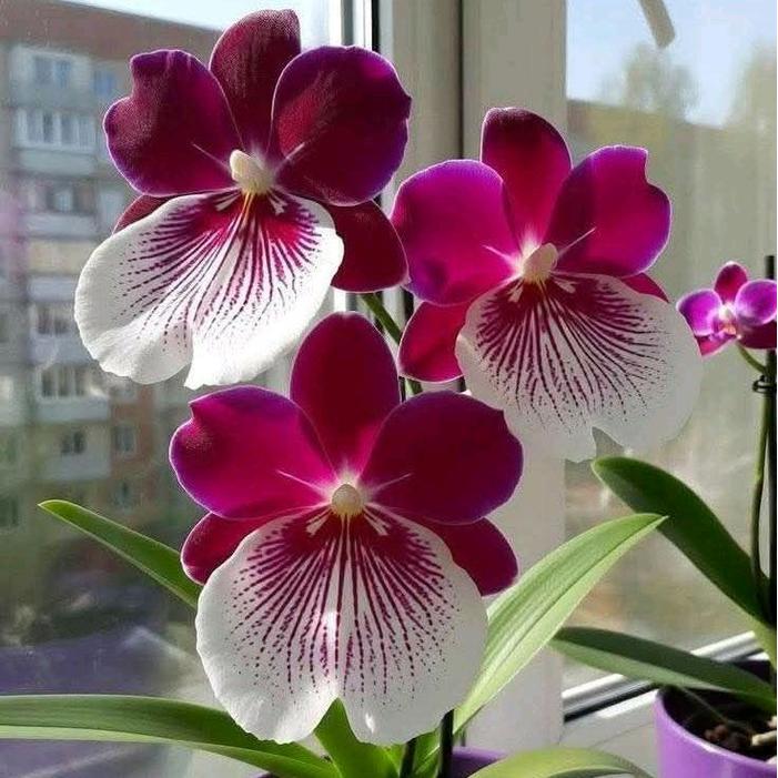 Anggrek Bulan Pasca Warna Bunga Anggrek Bulan Pasca Warna dewasa