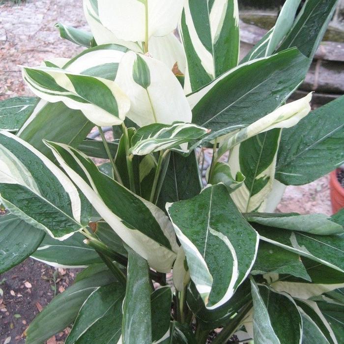 Maranta Arundinacea Variegata - Tanaman Hias Calathea