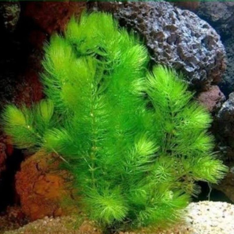 Hiasan aquarium Tanaman Hias Ganggang Air Untuk Aquarium