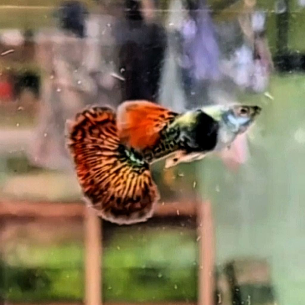 Hiasaan aquarium Platinum Red Dragon Guppy  3-4 Bulan