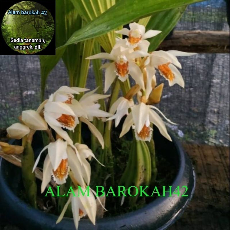 anggrek coelogyne celogen asperata dewasa