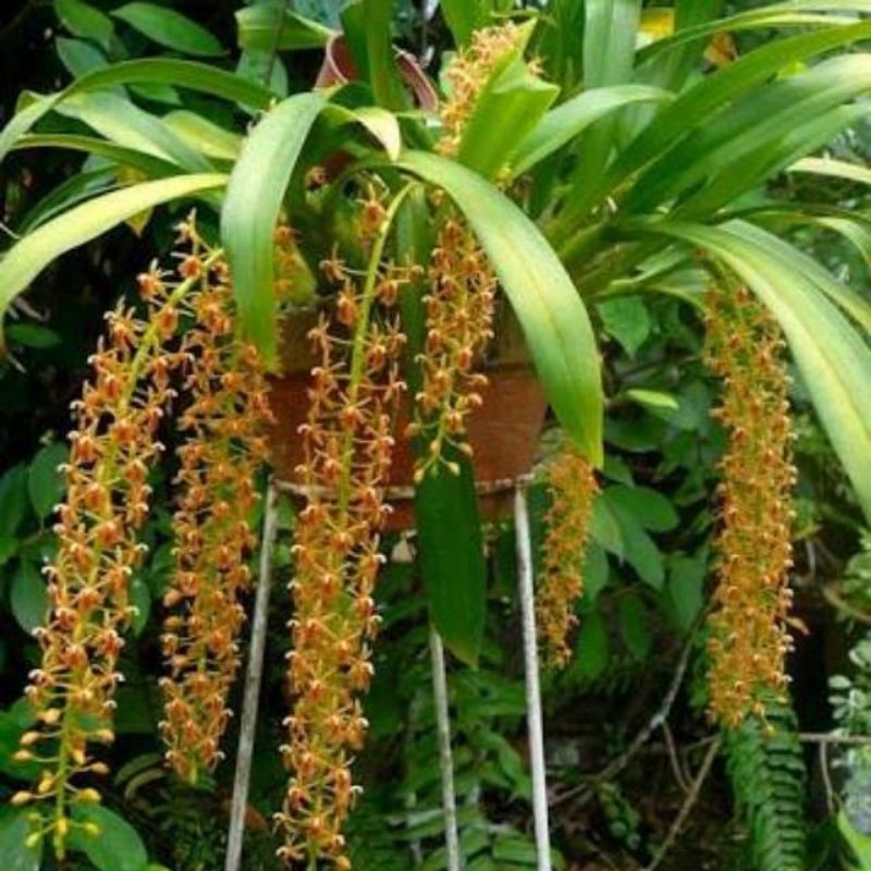Tanaman hias anggrek liparis hutan SPIKE SIAP BERBUNGA