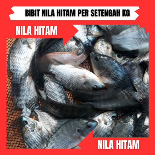 bibit/benih ikan nila hitam per setengah kg