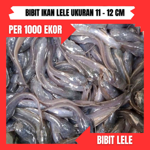 Bibit lele ukuran 12- 13cm per ekor
