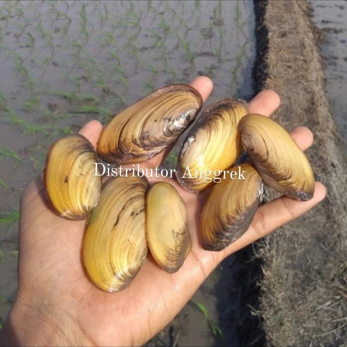 kijing kerang sawah 509 gram