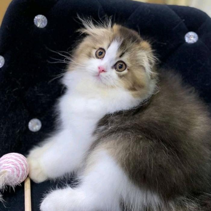 kucing scottish fold jantan kitten / kucing lucu gemoy / pet cat