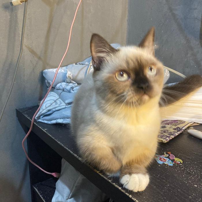 kucing munchkin / kucing kaki pendek Himalaya / kucing cebol bsh