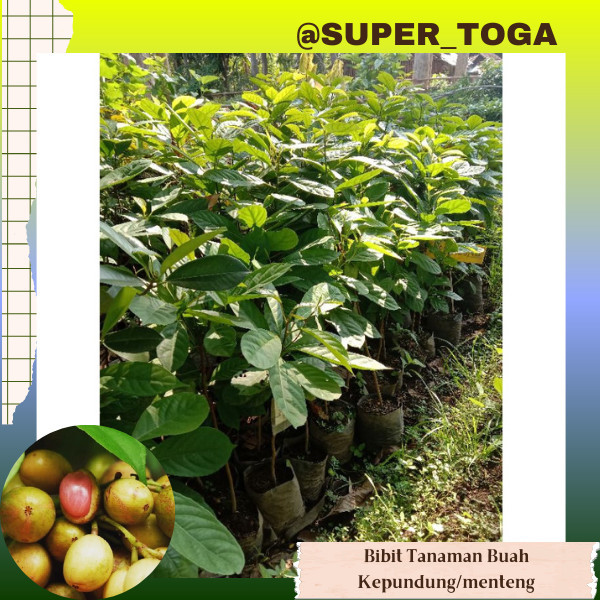 bibit buah kepundung / menteng tanaman kecacil  bibit kepundung bibit menteng bibit kecacil super un