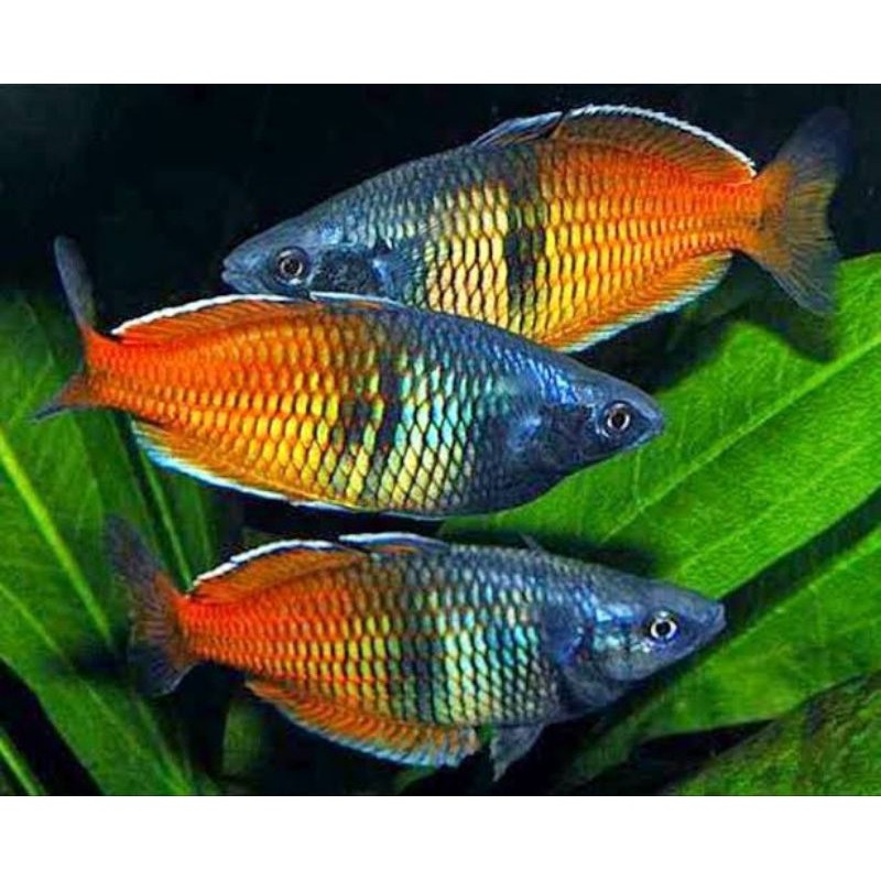 Hiasan Aquarium Ikan Rainbow Bosemani 3 Pcs bisa COD dan berkualitas