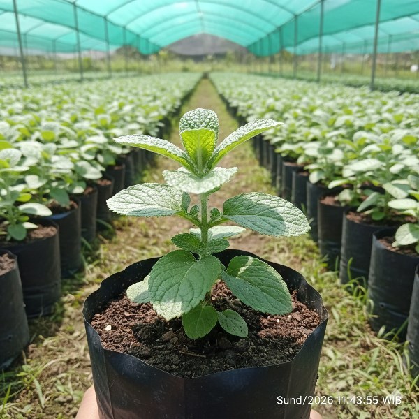 Bibit Apple Mint (Mentha suaveolens) - Tanaman Herbal Wangi Apel & Pereda Stres - Herbal Segar Untuk