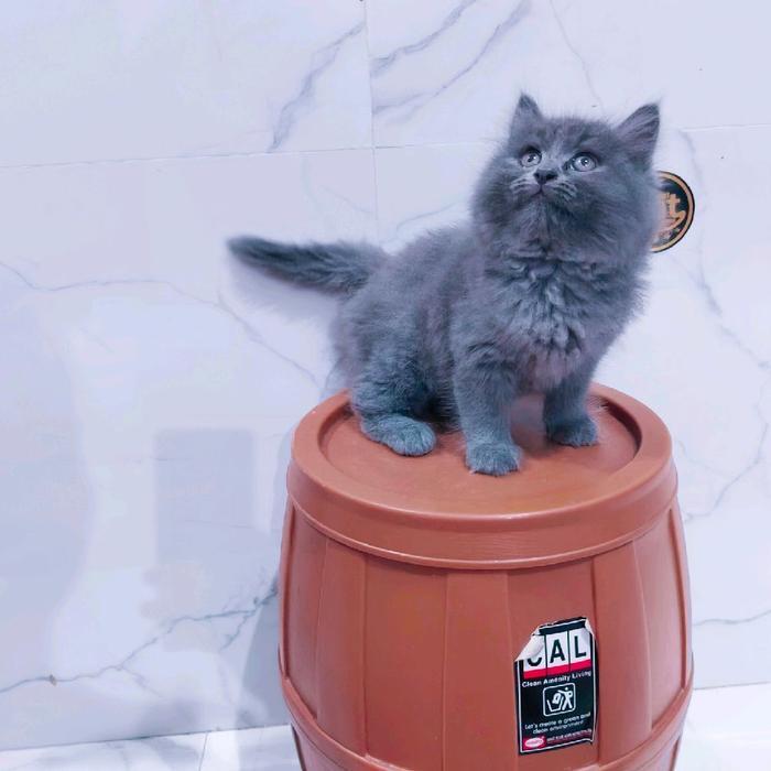 kucing persia Norwegian abu solid