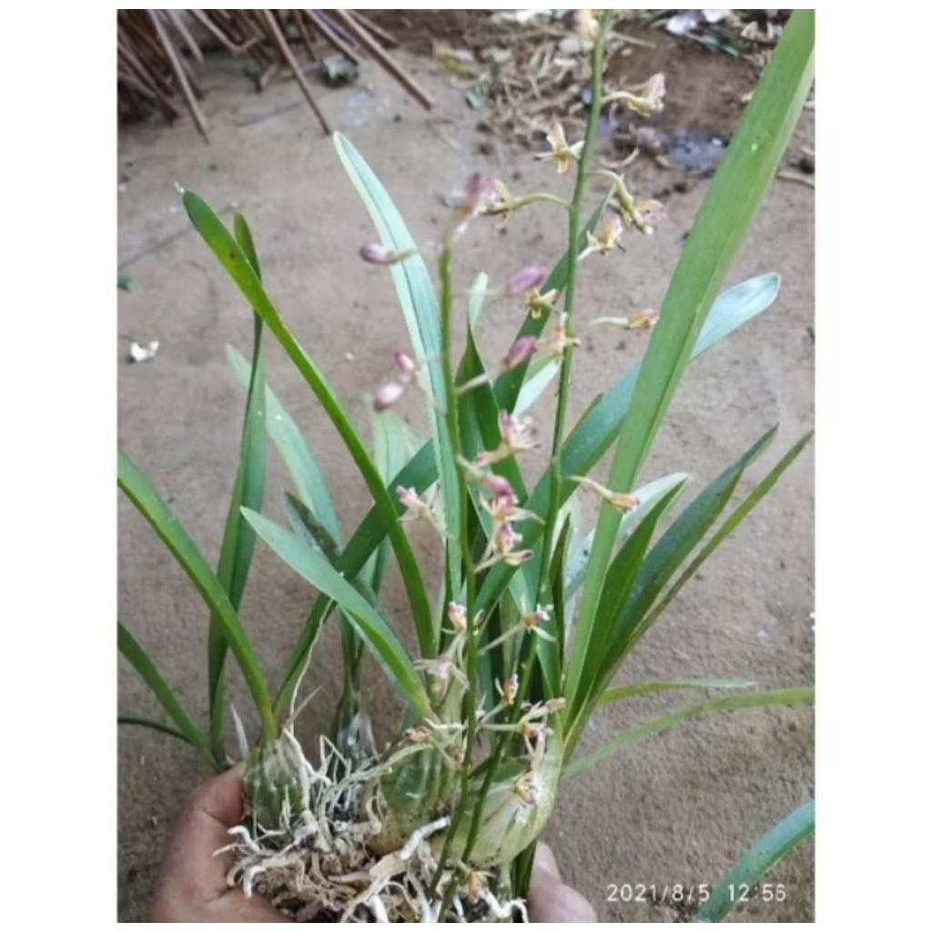 Bibit Anggrek Hutan / Anggrek Bulbo Mini