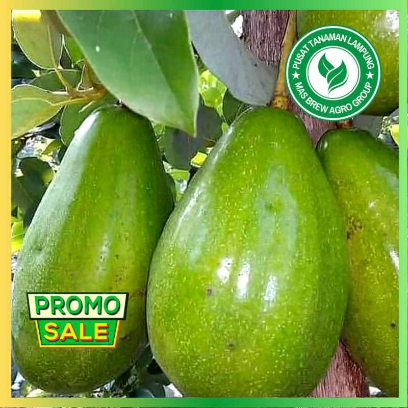 Bibit Alpukat Aligator Super ASLI Hasil Okulasi / Cangkok Cepat Berbuah