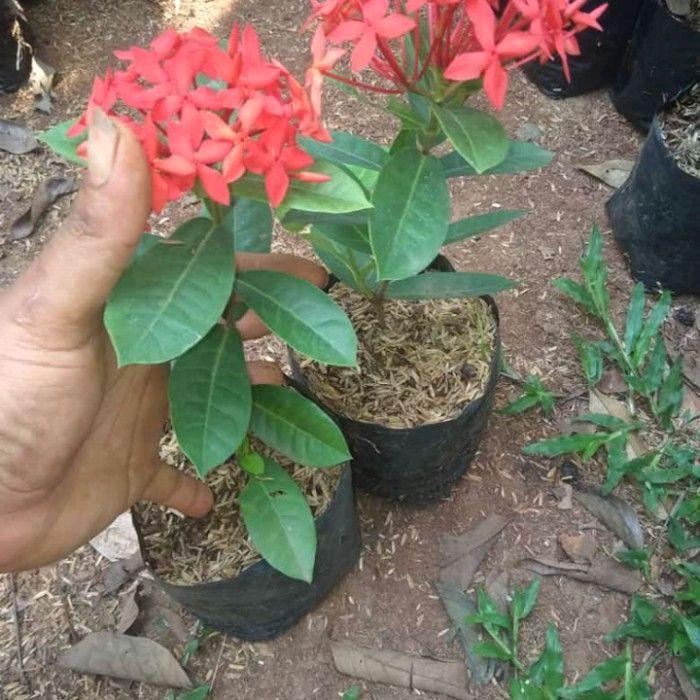 tanaman hias Asoka hawai bunga merah - soka daun besar bunga merah
