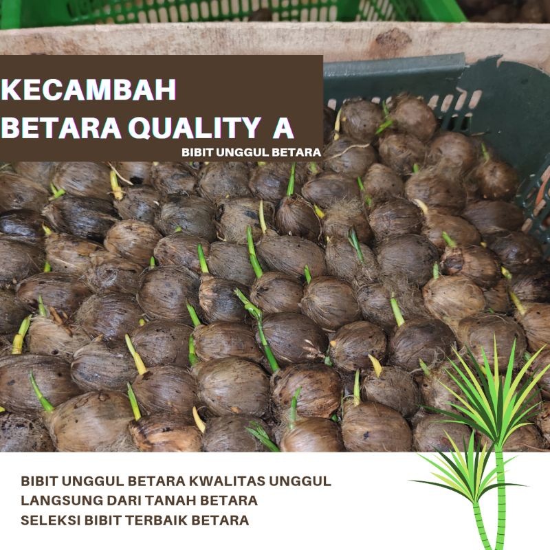 Kecambah Pinang Betara Quality A