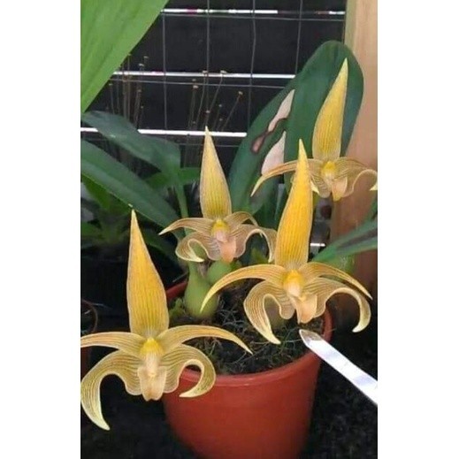 Anggrek Bulbophyllum Lobii Mudah Dirawat 2 Batang
