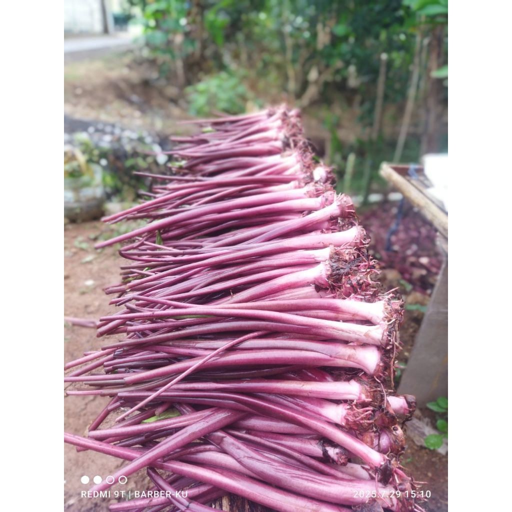 Paket 5 Bibit Talas/Talas Ungu Bogor Segar 25cm