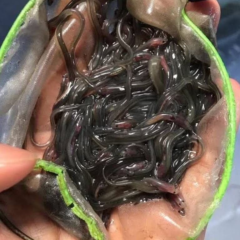 bibit sidat glass eel super premium isi 50 ekor garansi hidup 99%