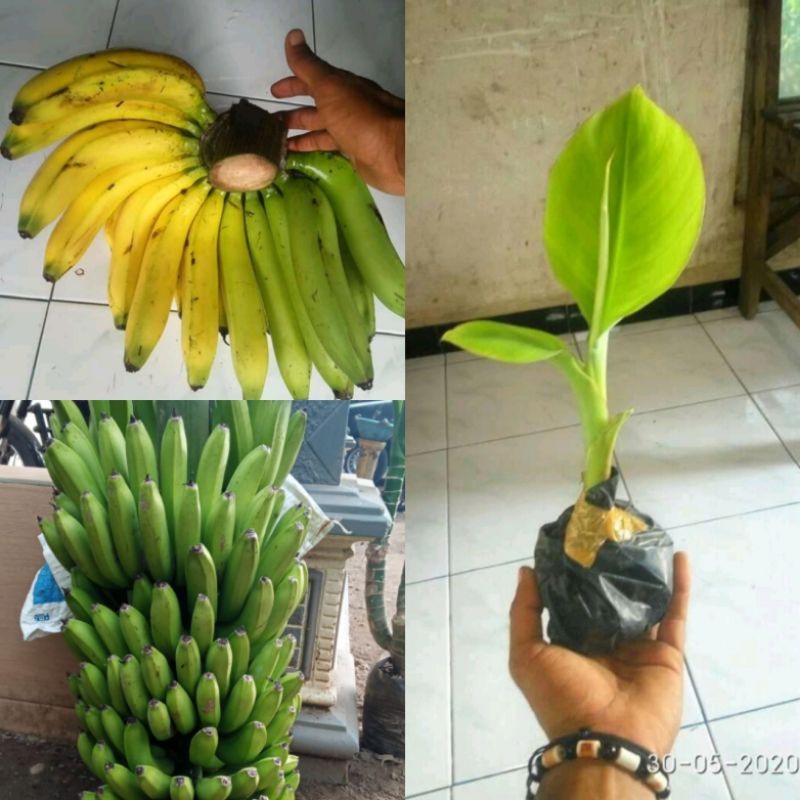 bibit pisang ambon kuning,ambon warangan,sunfresh