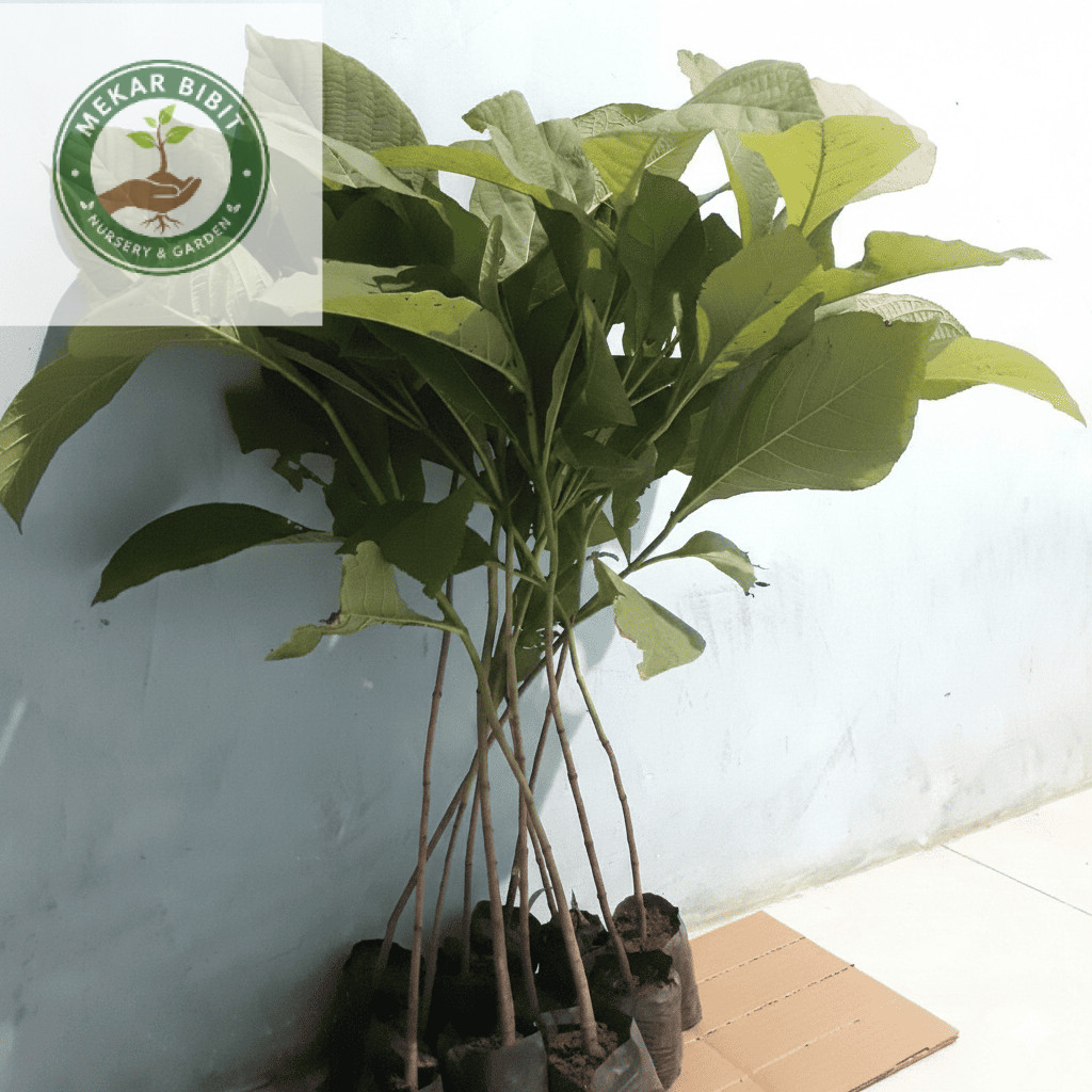 Bibit Pohon Jati Solomon Super Lurus Grosir/ Bibit Jati Solomon Unggul