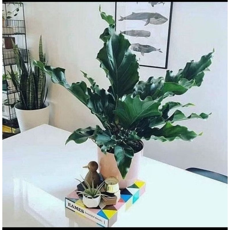 Promo Termurah Tanaman Hias Anthurium Gelombang Cinta Tanaman Hias Anthurium Gelombang Cinta