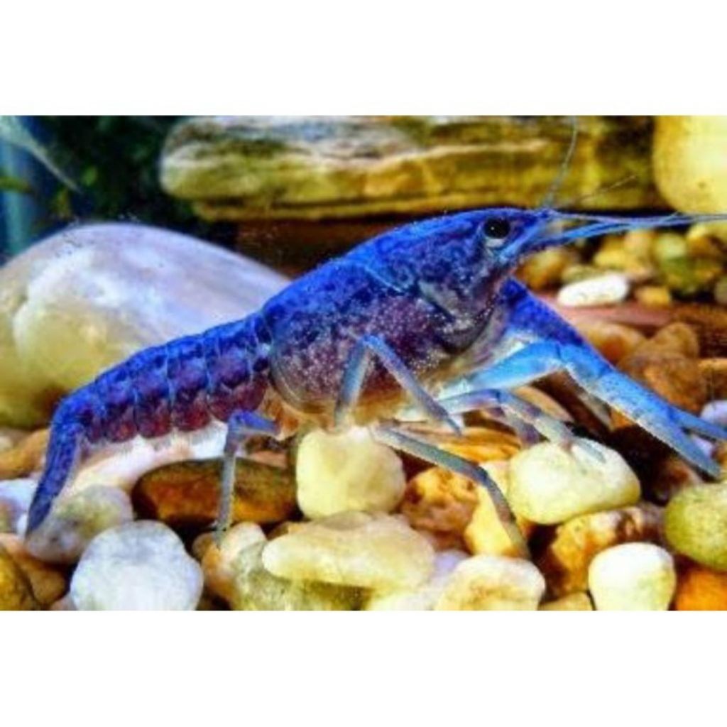 pakan hiasan Lobster Biru Air Tawar