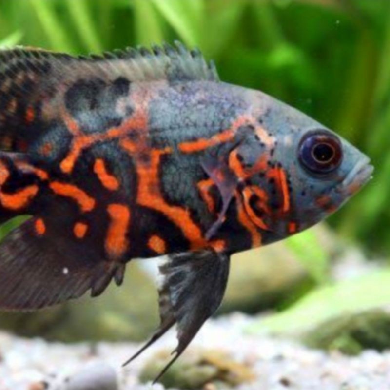 Ikan Oscar Oskar Tiger GM 6-7 cm black batik merah tankmate aquarium